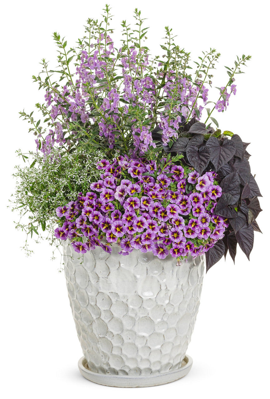 Ipomoea batatas Proven Accents® 'Sweet Caroline Sweetheart Jet Black™' combination