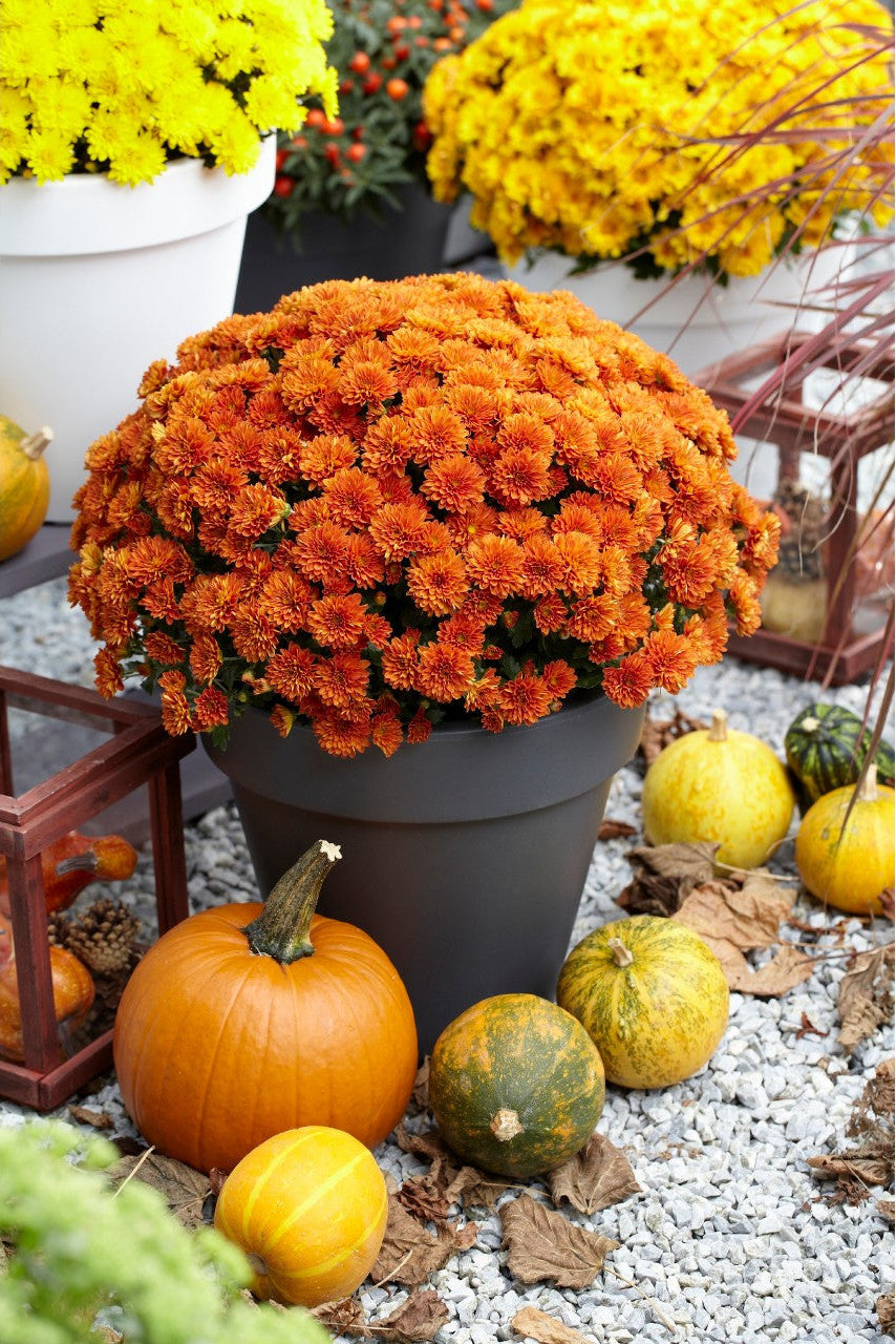 Chrysanthemum 'Vitamum™ Jolly Dark Bronze'