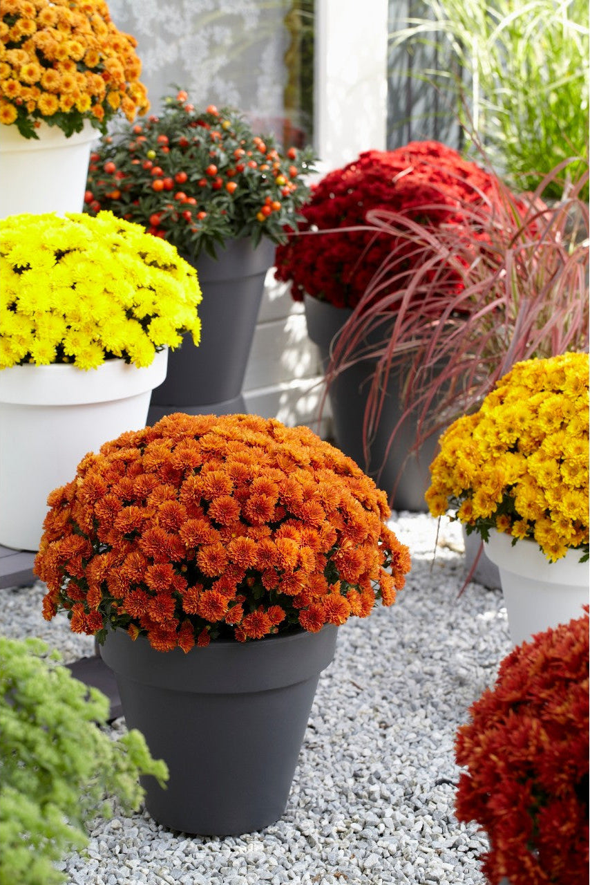 Chrysanthemum 'Vitamum™ Jolly Dark Bronze'