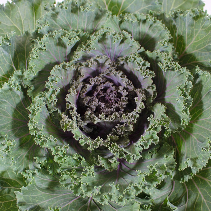 Ornamental Kale 'Kamome Red' close up