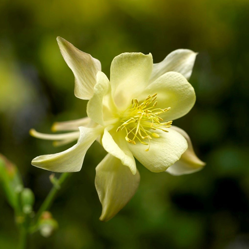 Aquilegia caerulea 'Kirigami™ Yellow'