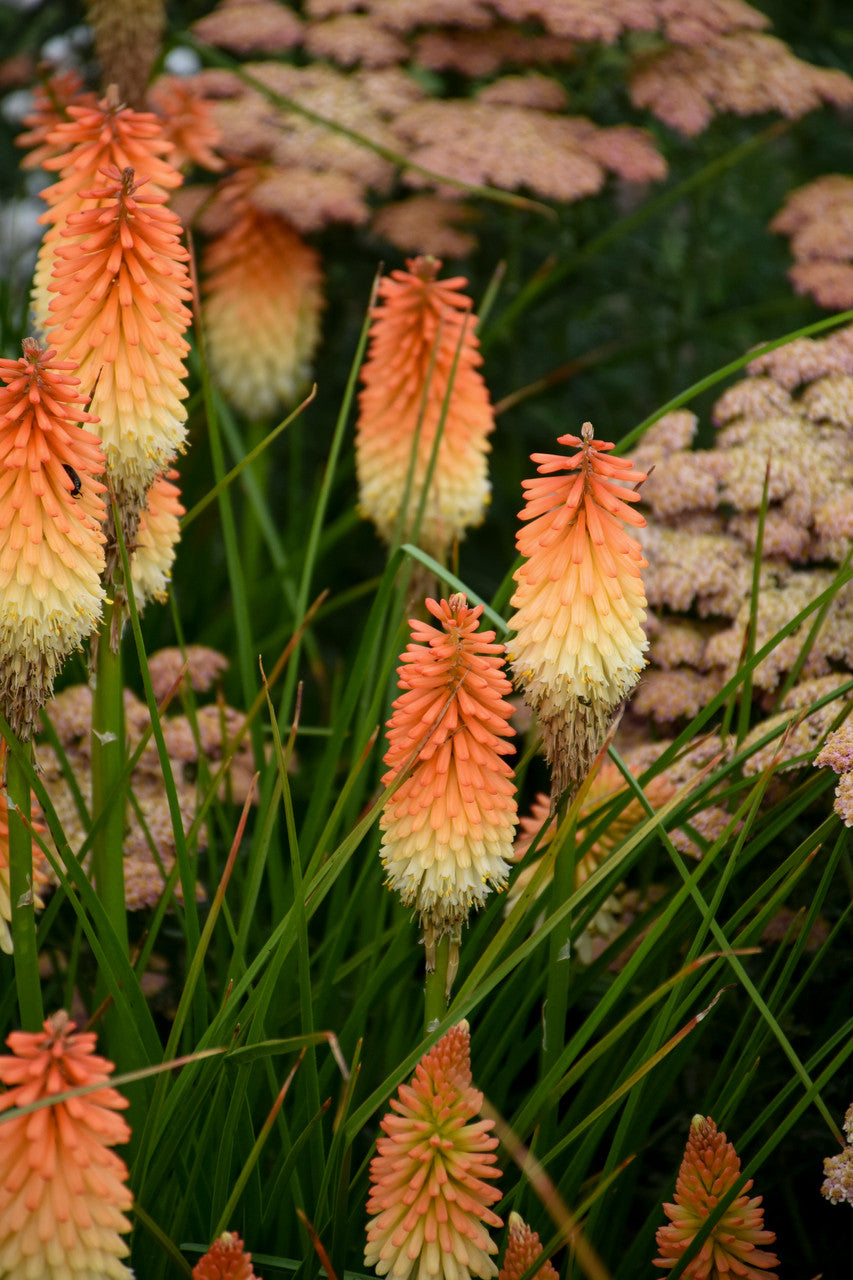 Kniphofia Pyromania® 'Hot and Cold'