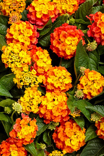 Lantana 'Luscious® Basket Tangelow™'