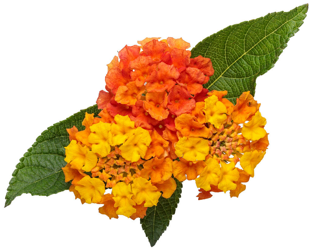Lantana 'Luscious® Basket Tangelo™' flowers