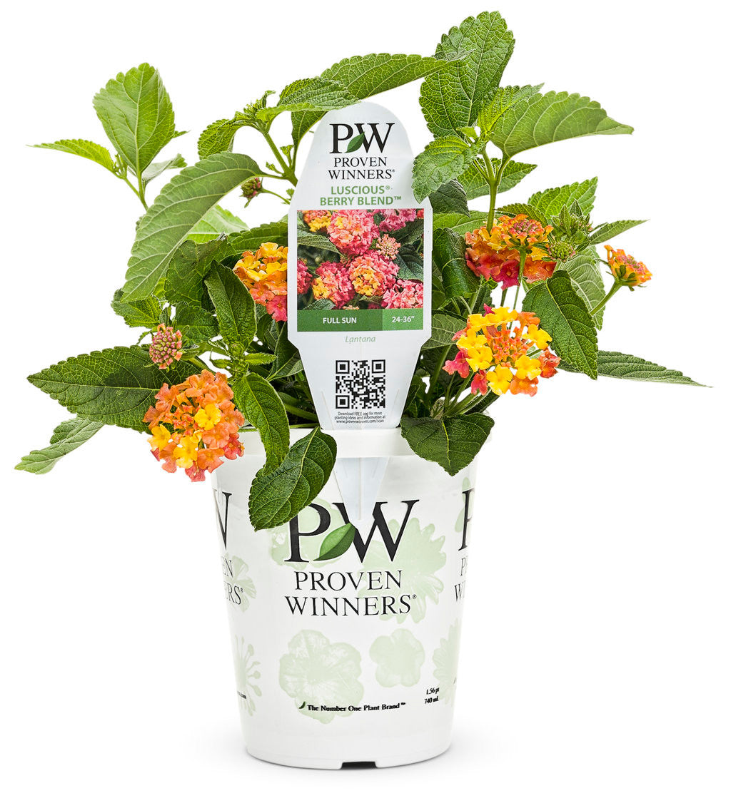 Lantana 'Luscious® Berry Blend™'