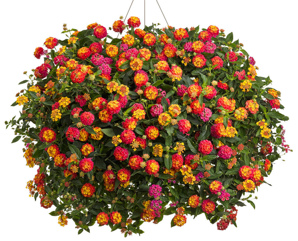 Lantana 'Luscious® Berry Blend™'