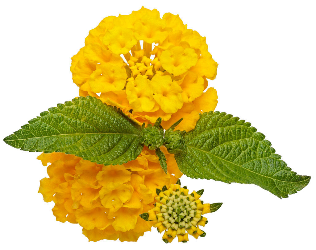 Lantana hybrid 'Luscious® Royale Lemon Tart™' bloom