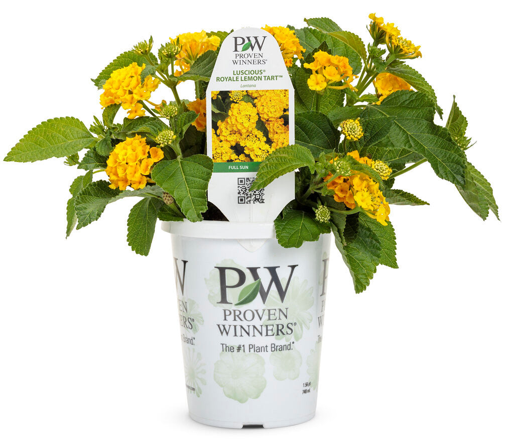 Lantana hybrid 'Luscious® Royale Lemon Tart™' in grower pot