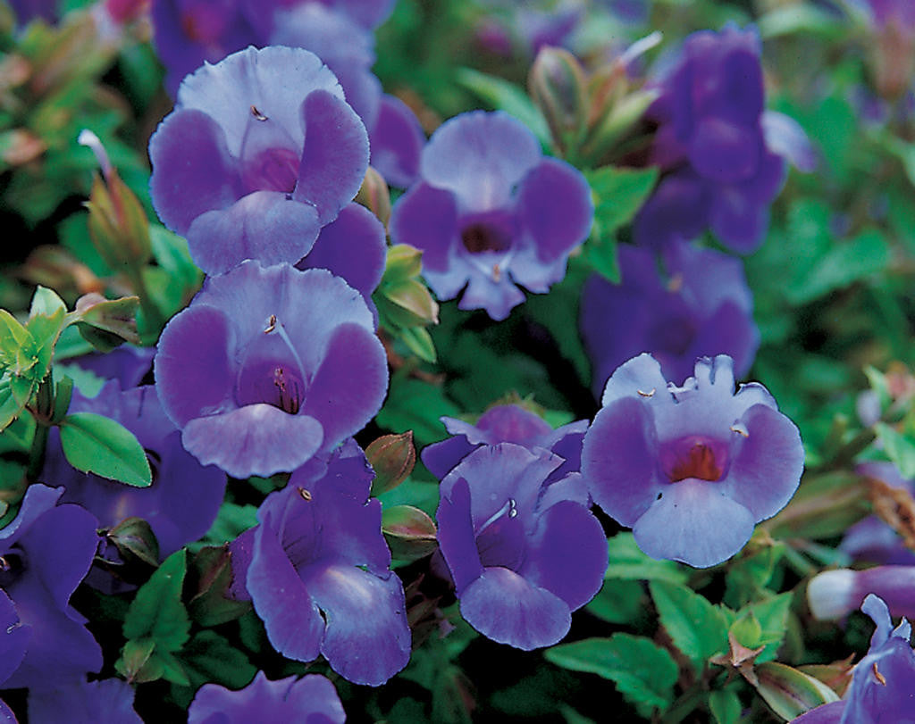 Torenia hybrid 'Summer Wave® Large Blue' close up