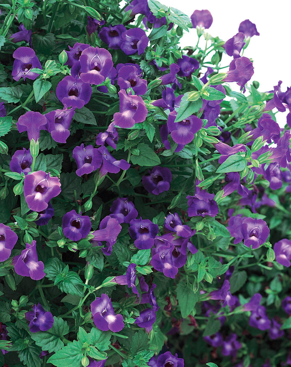 Torenia hybrid 'Summer Wave® Large Violet'
