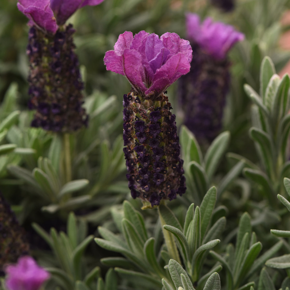 anouk spanish lavender tree care Lavandula Stoechas 'Anouk Purple Medley' – Romence Gardens & Greenhouses