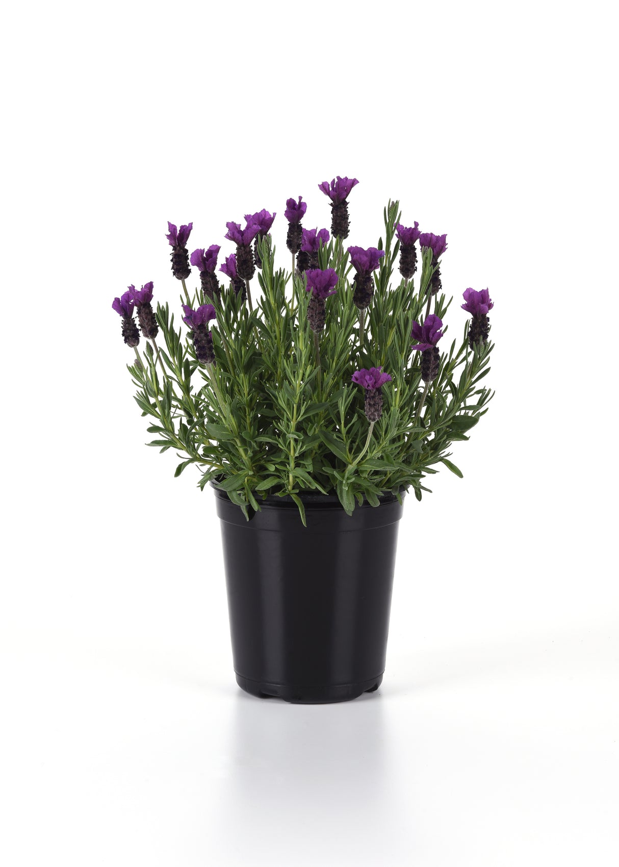Lavandula Stoechas 'Anouk Purple Medley'