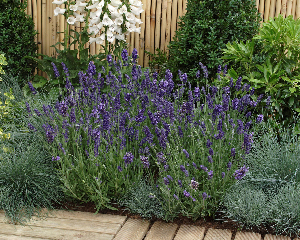 Lavandula angustifolia 'Ellagance Purple' in landscape