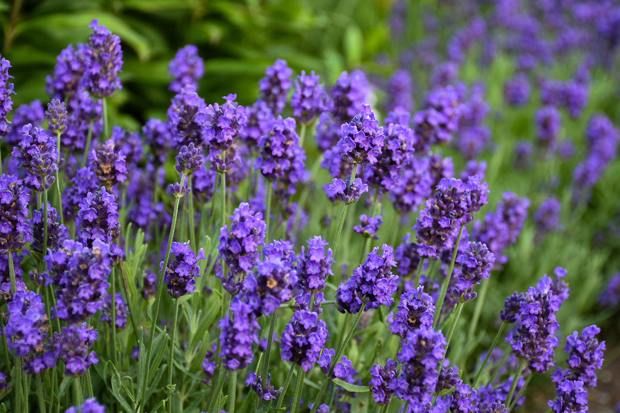 Lavandula Angustifolia 'Sweet Romance®'