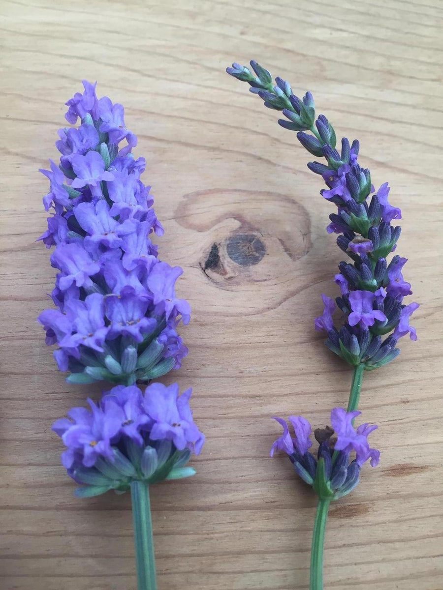 scentsational lavender plant Lavandula x intermedia 'Scentsational'