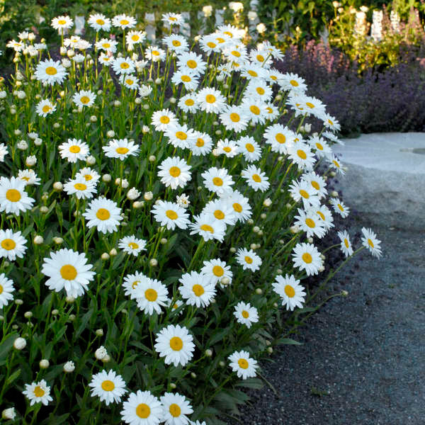 Leucanthemum x superbum 'Becky'
