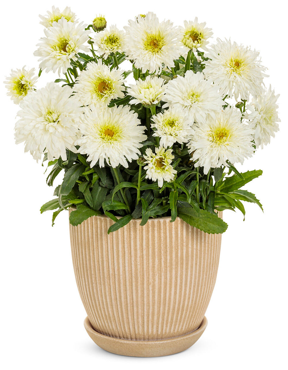 Leucanthemum x superbum AMAZING DAISIES® 'Marshmallow'
