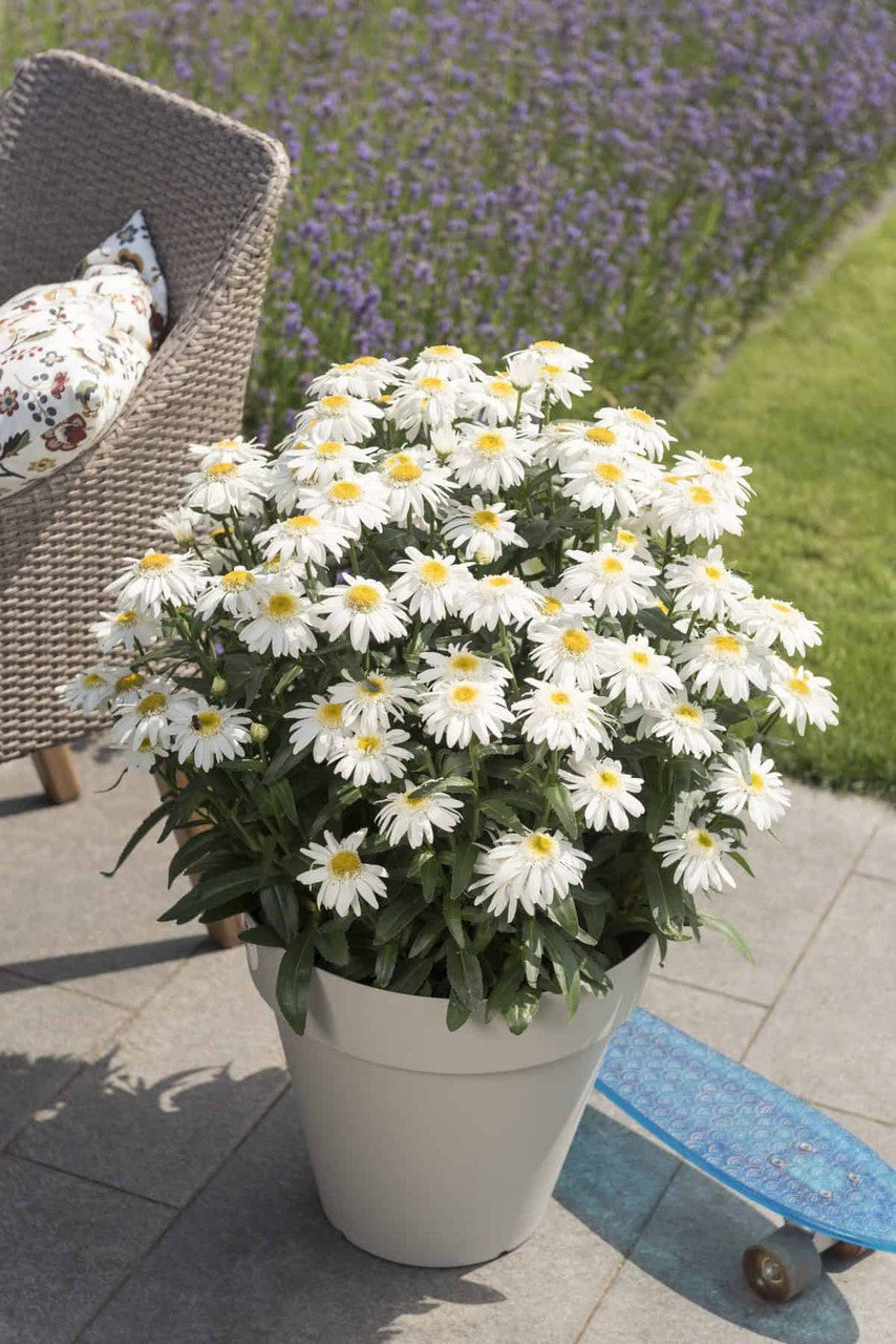 Daisy Bulk Daisy Crazy - Daisy Flower Seed Mix | Bulk Wildflowers