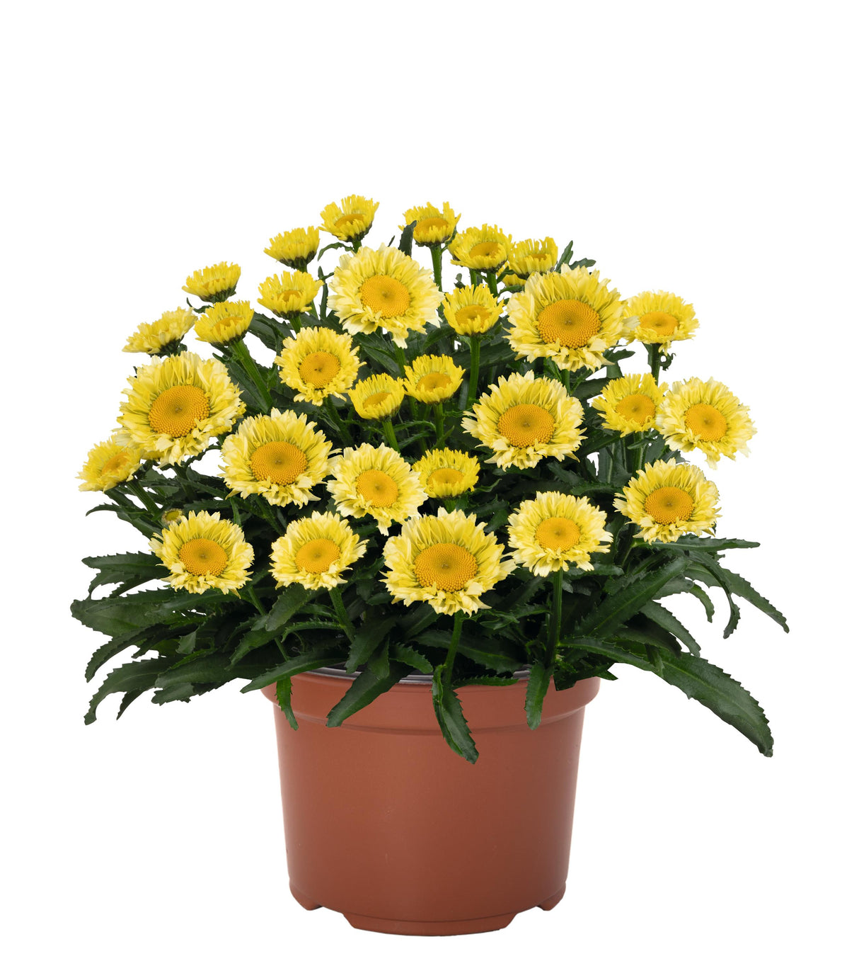 Leucanthemum maximum 'Sweet Daisy Izabel'