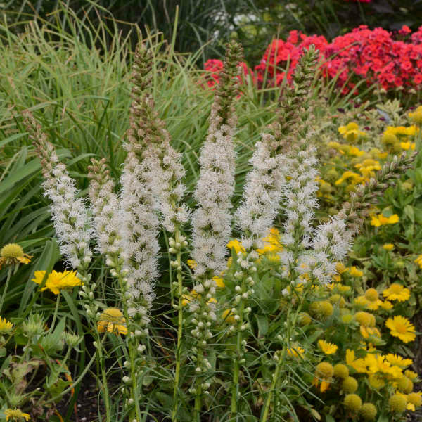 Liatris spicata 'Floristan White'