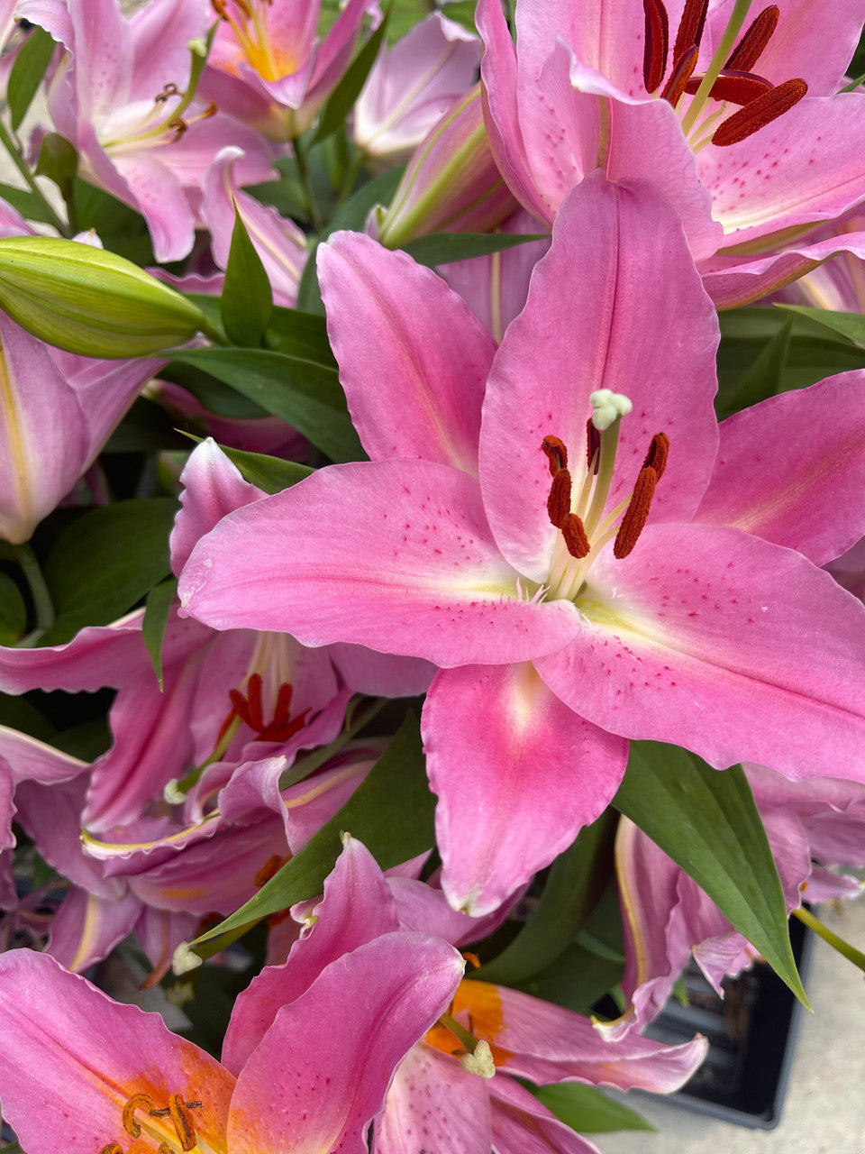 Lily Oriental Lily Looks™ 'Sunny Camino'