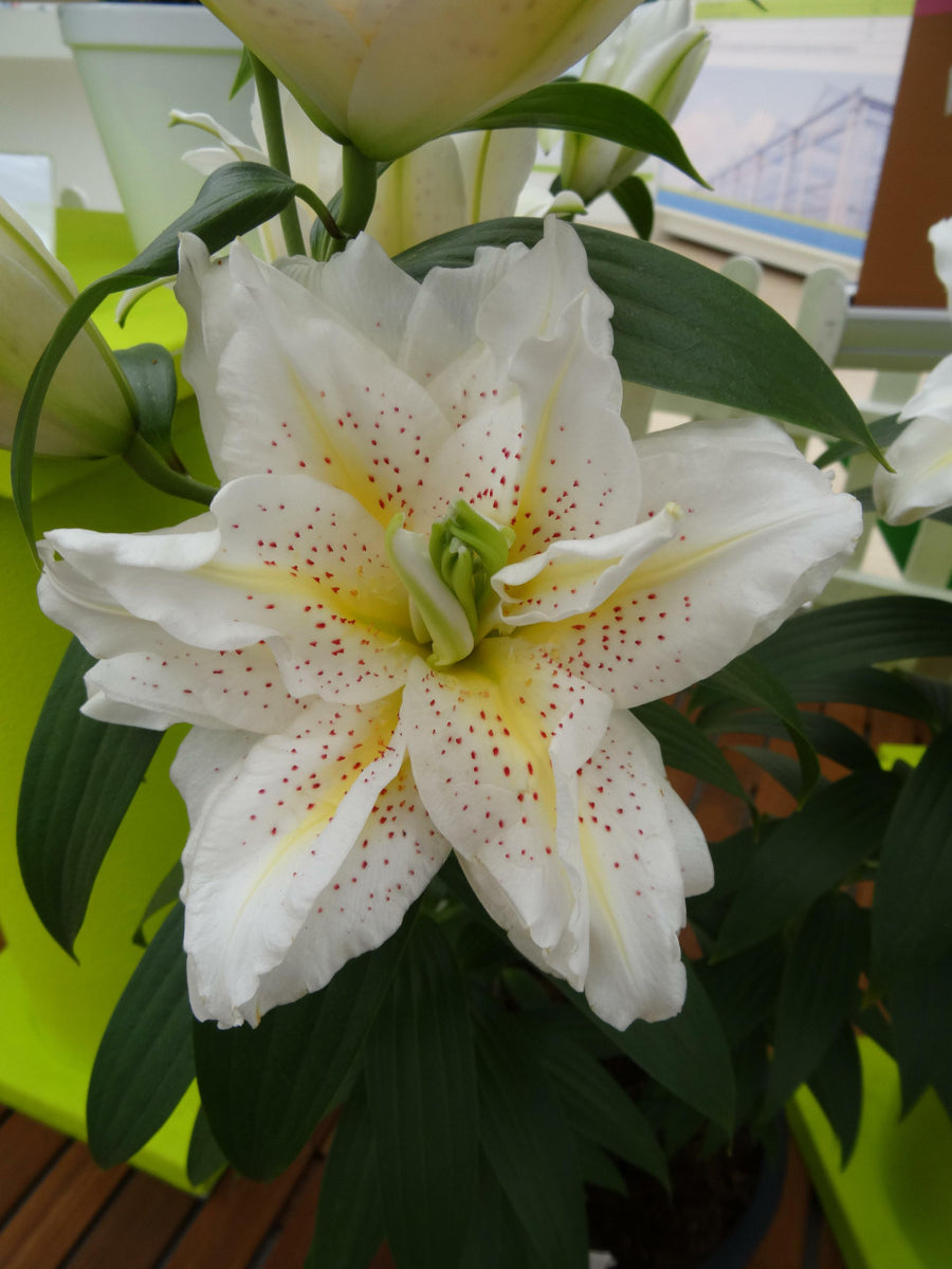 rose lily flower Lily Oriental Rose Lily™ 'Sita' – Romence Gardens & Greenhouses