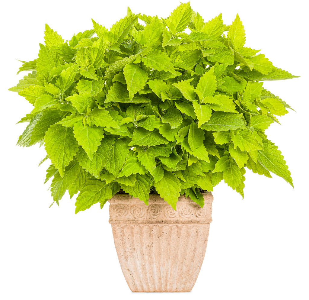 Coleus Solenostemon scutellarioides 'ColorBlaze® Lime Time®' in decorative pot