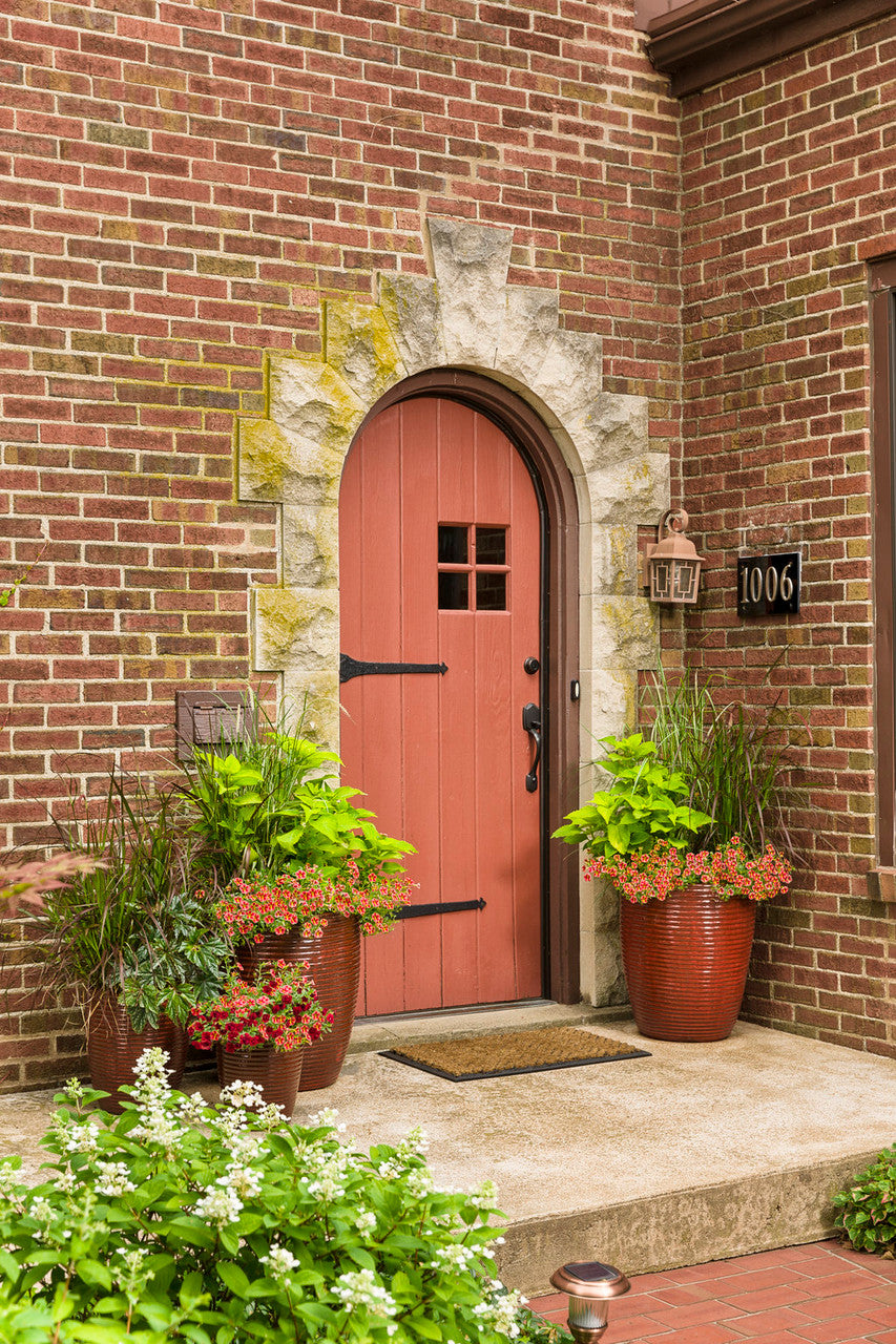 Coleus Solenostemon scutellarioides 'ColorBlaze® Lime Time®'