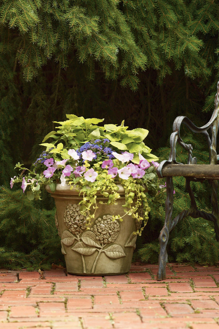 Coleus Solenostemon scutellarioides 'ColorBlaze® Lime Time®'