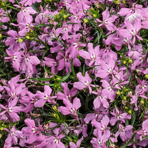 Close-up of pink flowers with green leaves