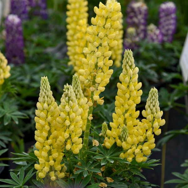 Lupinus polyphyllus Mini Gallery™ 'Yellow'