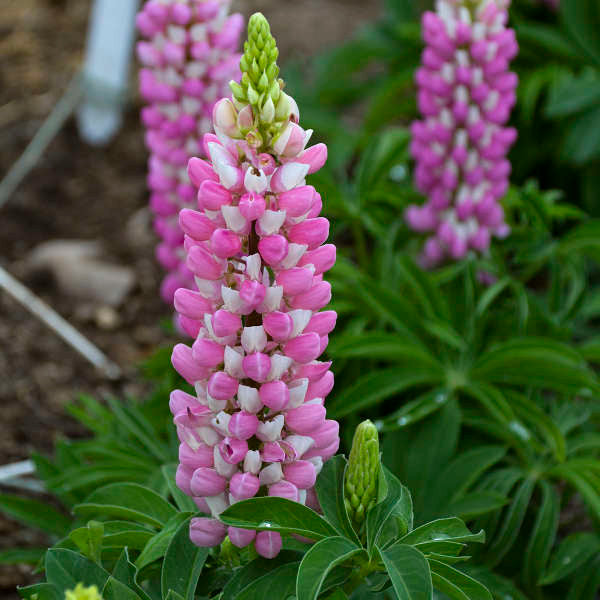 Lupinus polyphyllus MINI GALLERY™ 'Pink Bicolor'