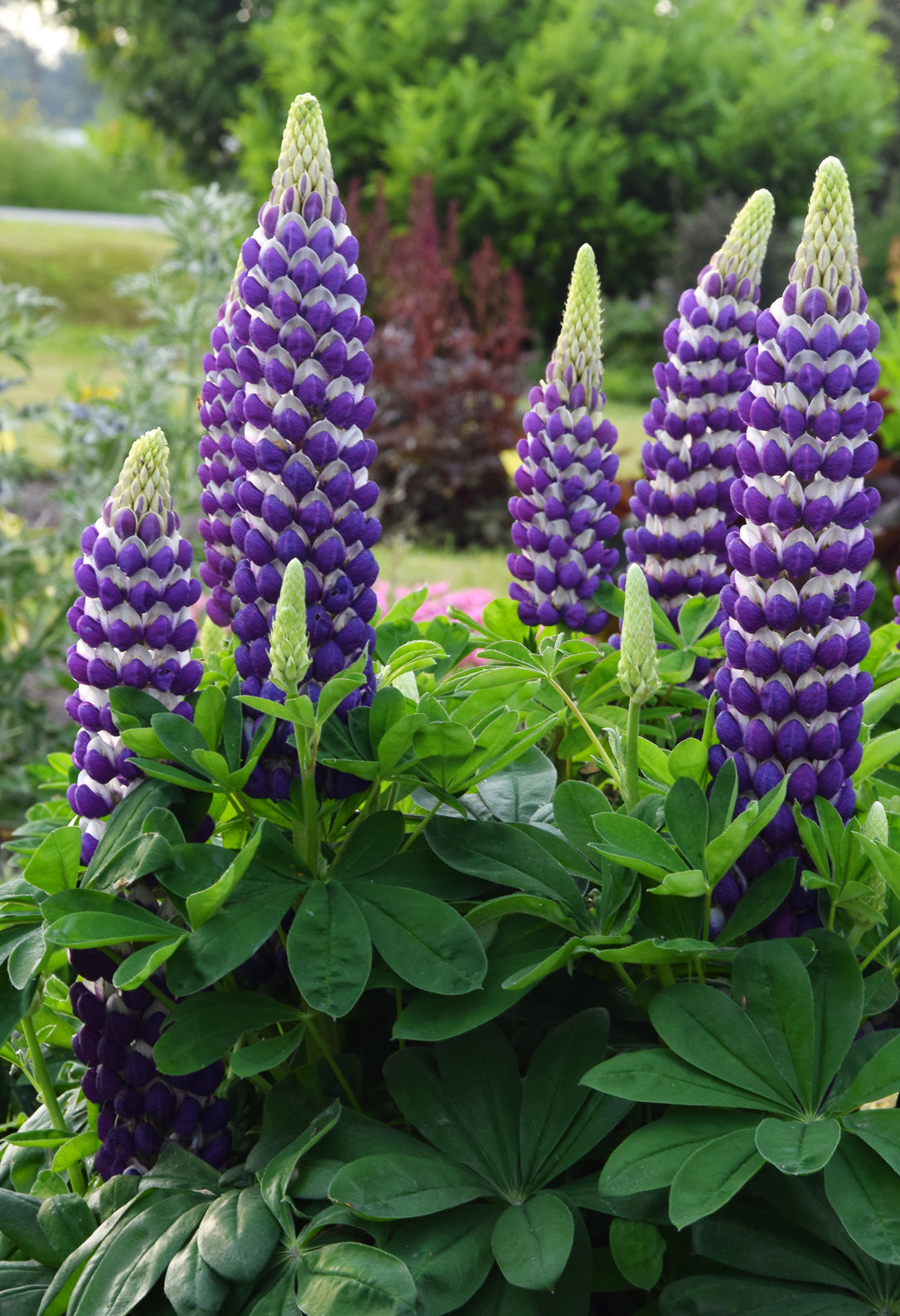 Lupinus 'Westcountry™ Blacksmith'