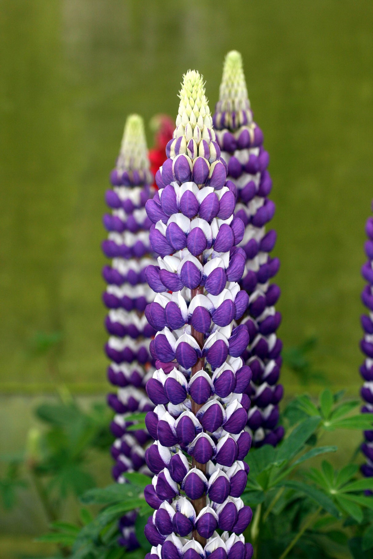 Lupinus 'Westcountry™ Blacksmith'