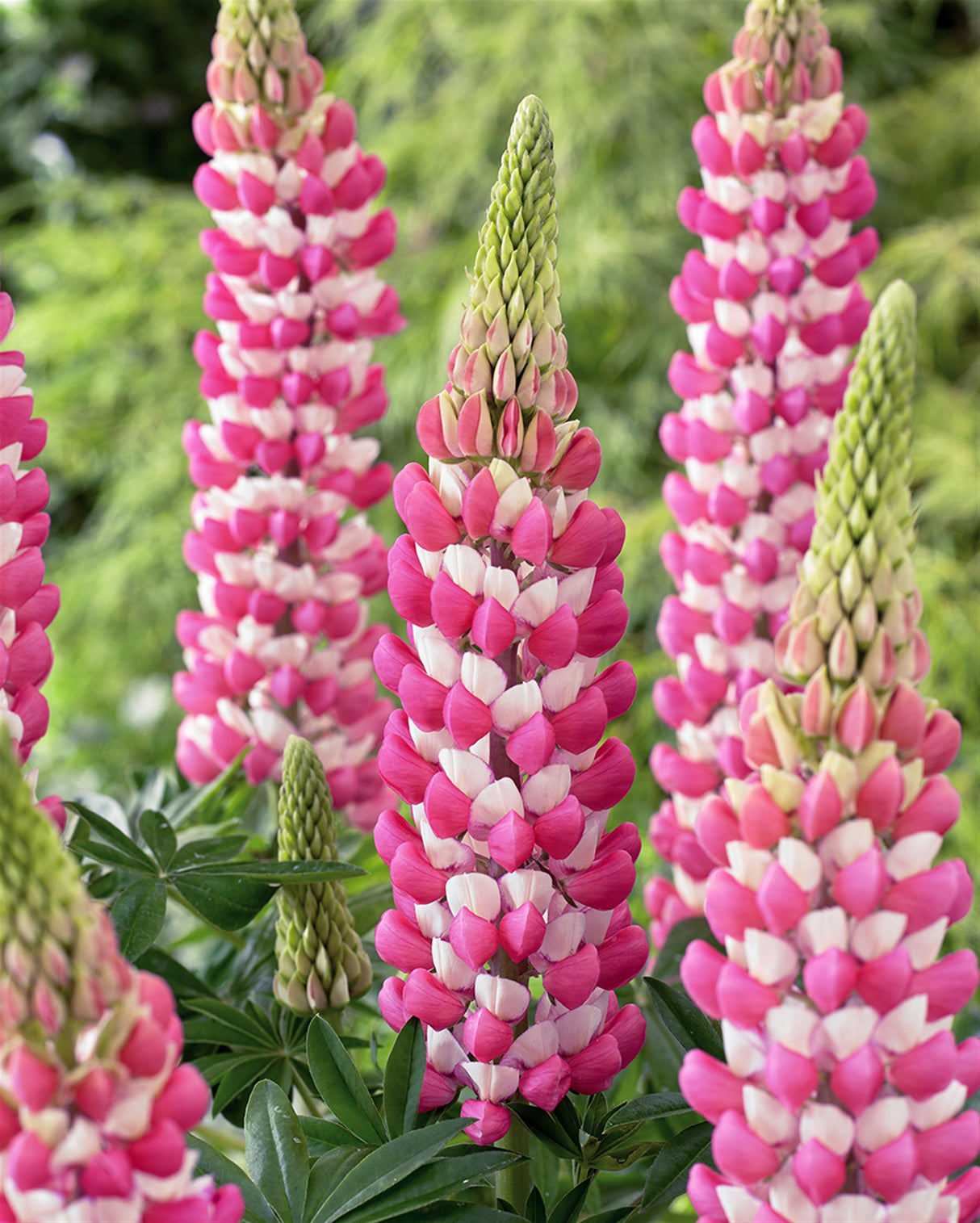 Lupinus 'Westcountry™ Rachel de Thame'