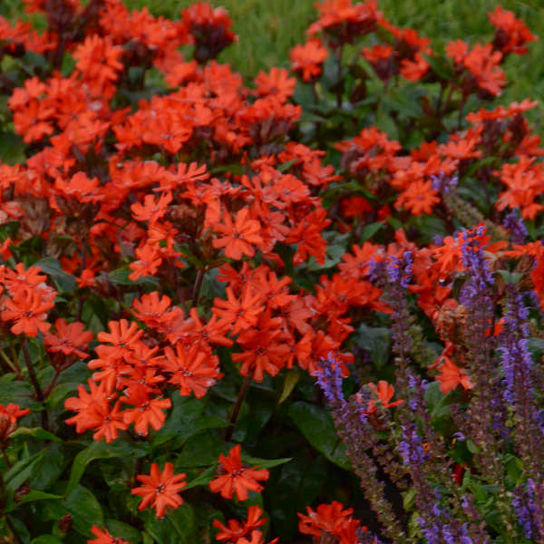 Lychnis x arkwrightii 'Orange Zwerg' (Orange Gnome)