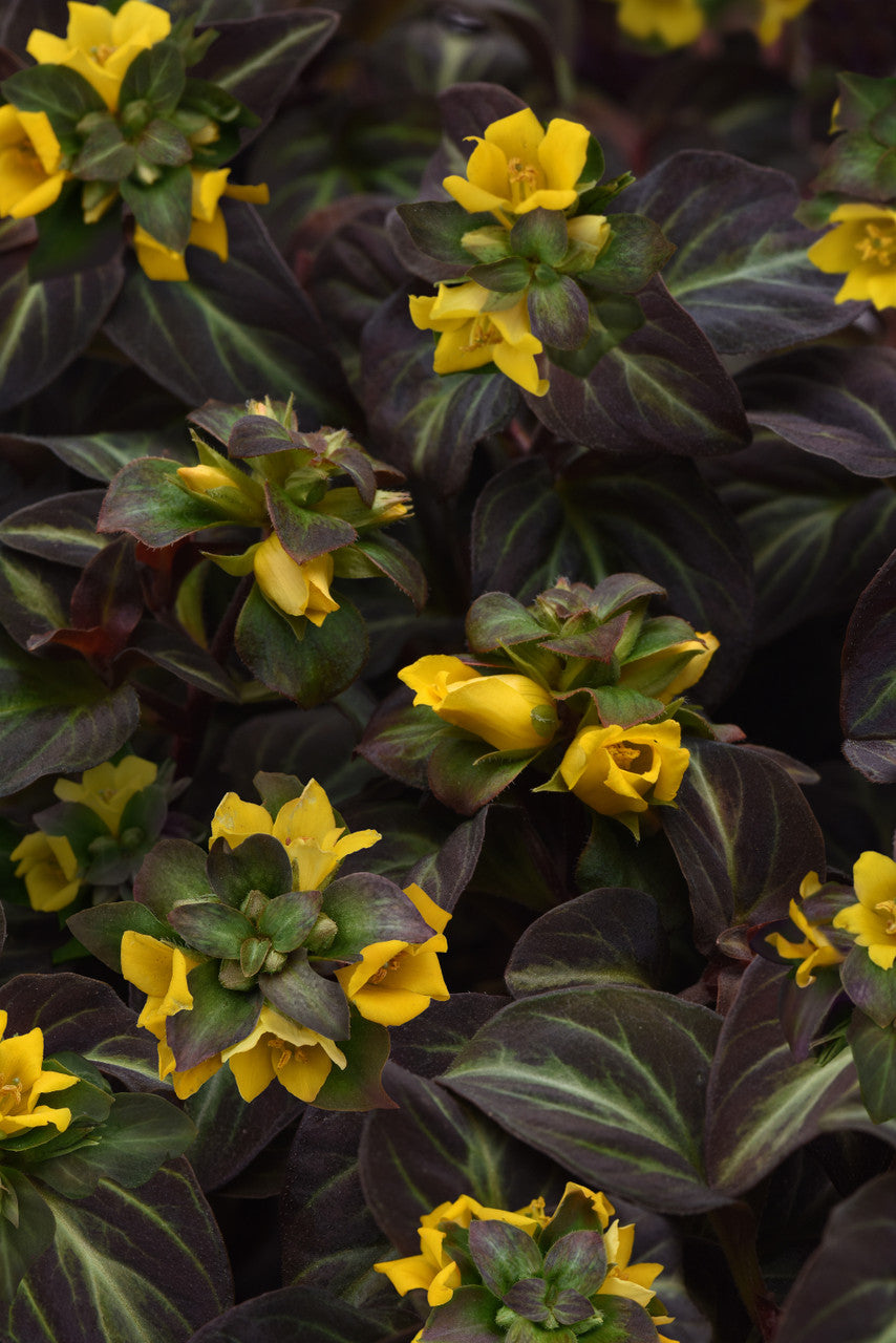 Lysimachia Alfredii 'Night Light'