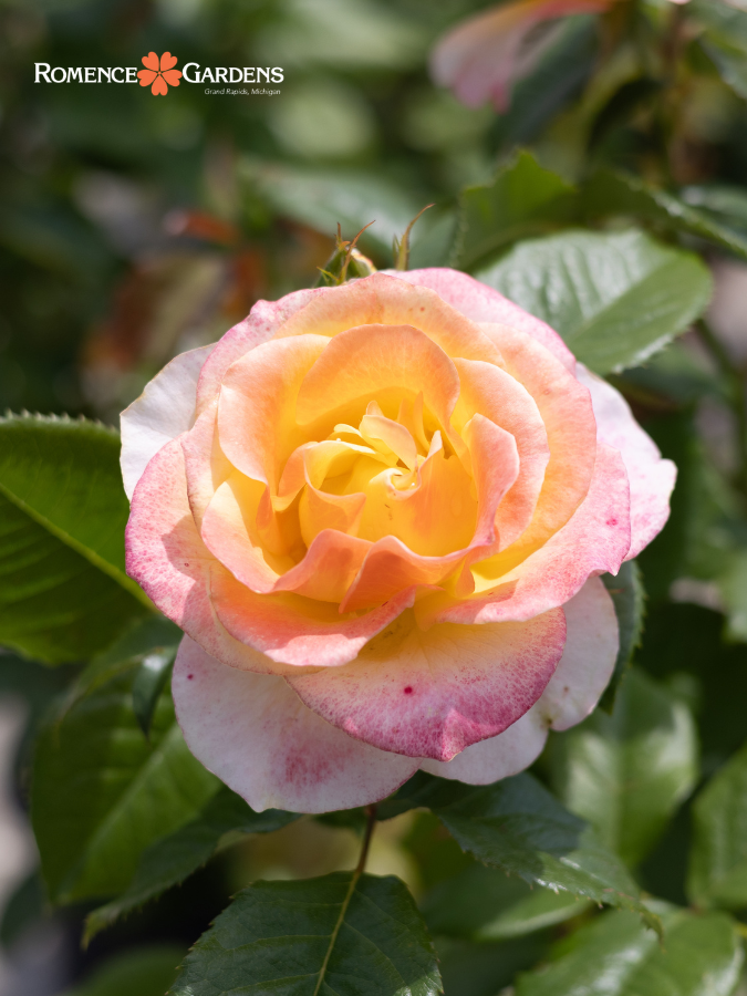 Rose 'Make Me Blush™'
