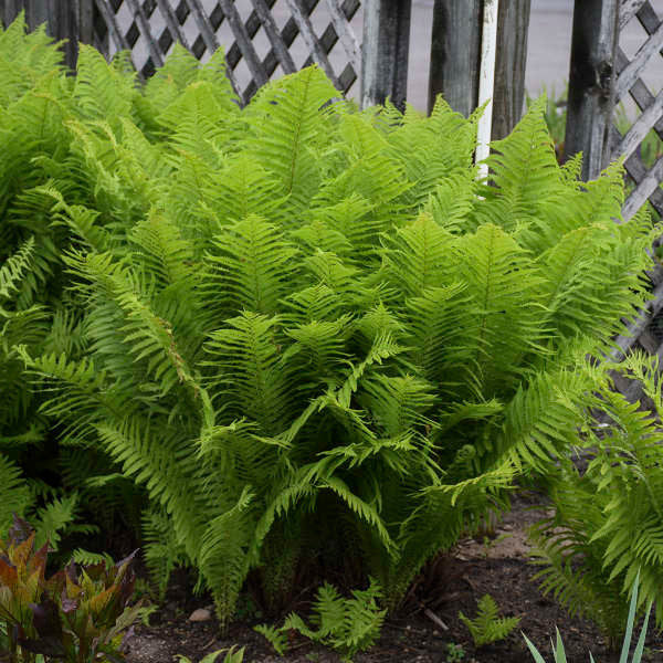 Matteuccia struthiopteris - Ostrich Fern