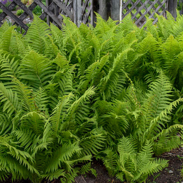 Matteuccia struthiopteris - Ostrich Fern
