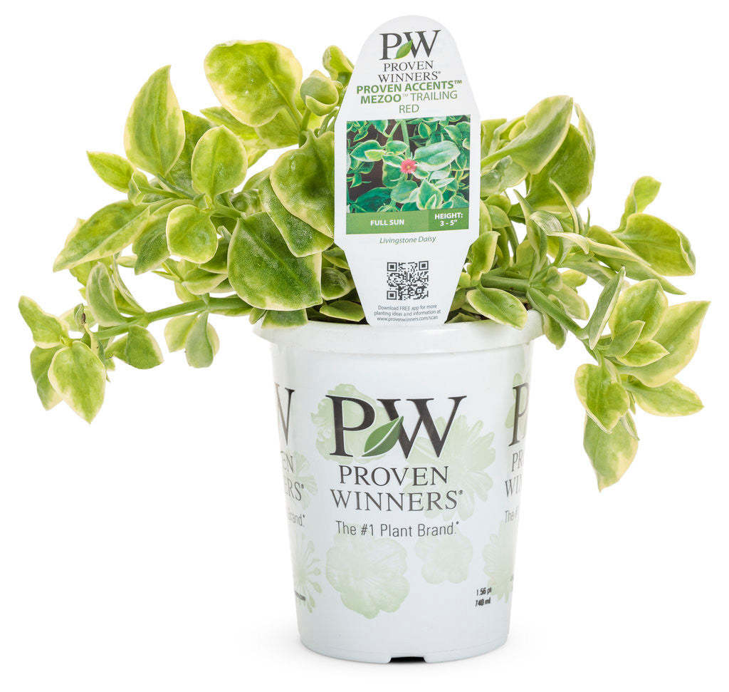 Dorotheanthus bellidiformis Proven Accents® 'Mezoo™ Trailing Red' in grower pot