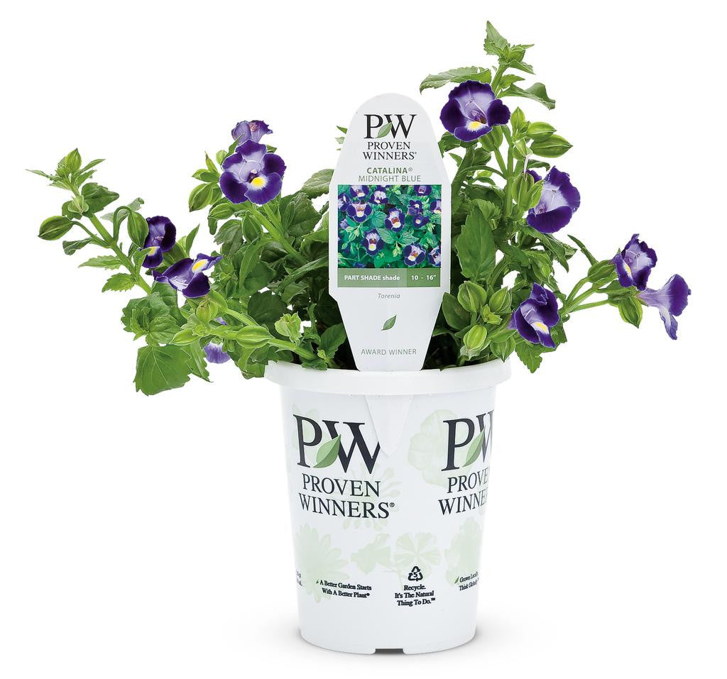 Torenia 'Catalina® Midnight Blue' in grower pot