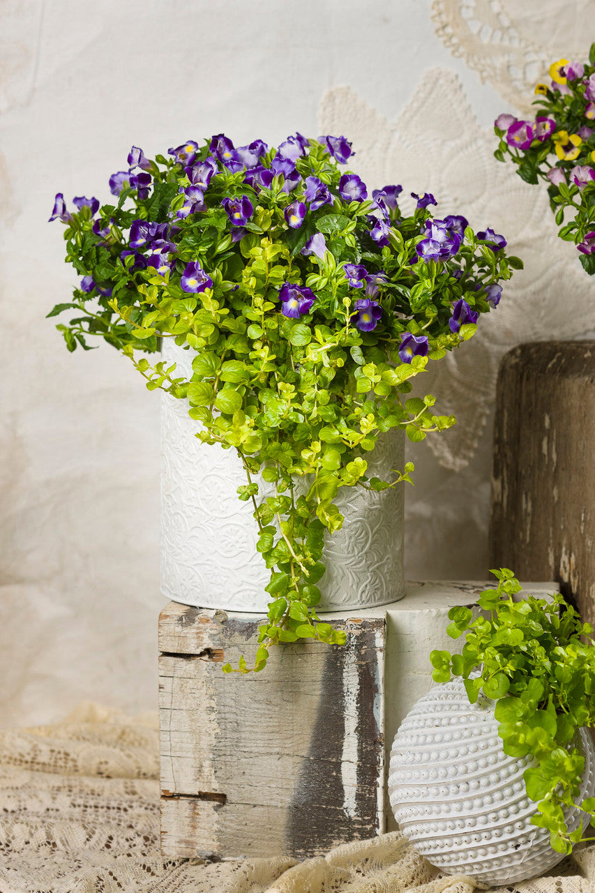 Torenia 'Catalina® Midnight Blue' combination