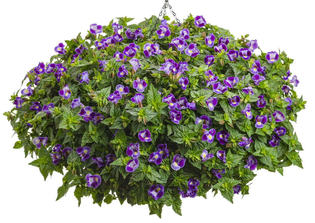 Torenia 'Catalina® Midnight Blue' in hanging pot