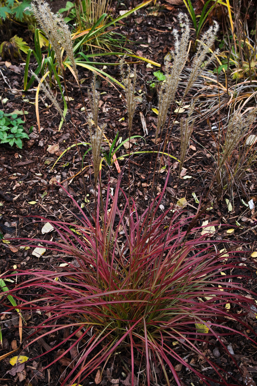 Miscanthus sinensis 'Little Miss'