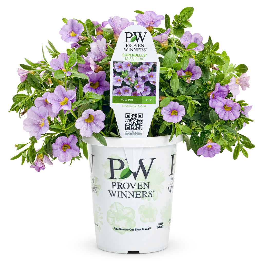 Calibrachoa hybrid 'Superbells® Miss Lilac' in grower pot