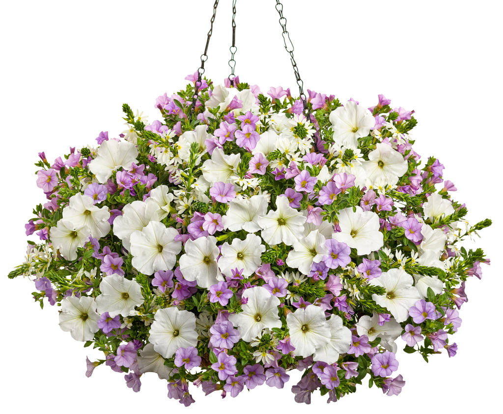 Calibrachoa hybrid 'Superbells® Miss Lilac' combination