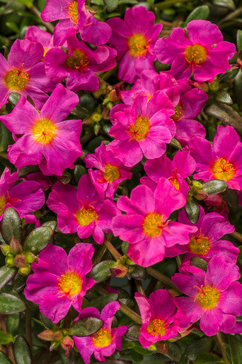 Portulaca umbraticola 'Mojave® Fuchsia'