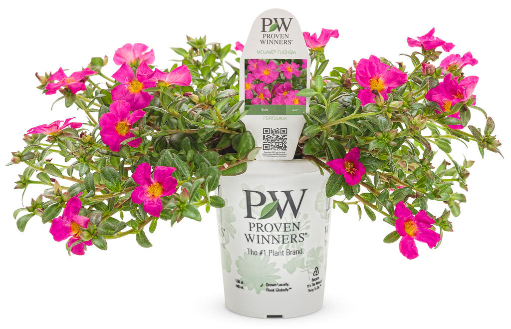Portulaca umbraticola 'Mojave® Fuchsia' in grower pot