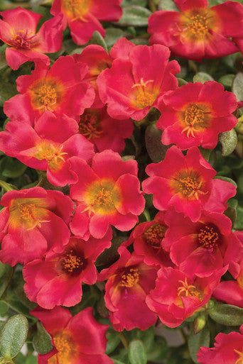 Portulaca umbraticola 'Mojave® Red'